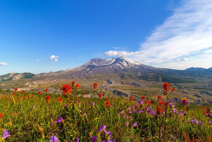 Wildflowers by Mount Saint Helens, wildflower facts