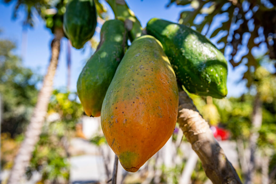 A local resident wants to transform a vacant lot into a community garden A local resident wants to transform a vacant lot into a community garden