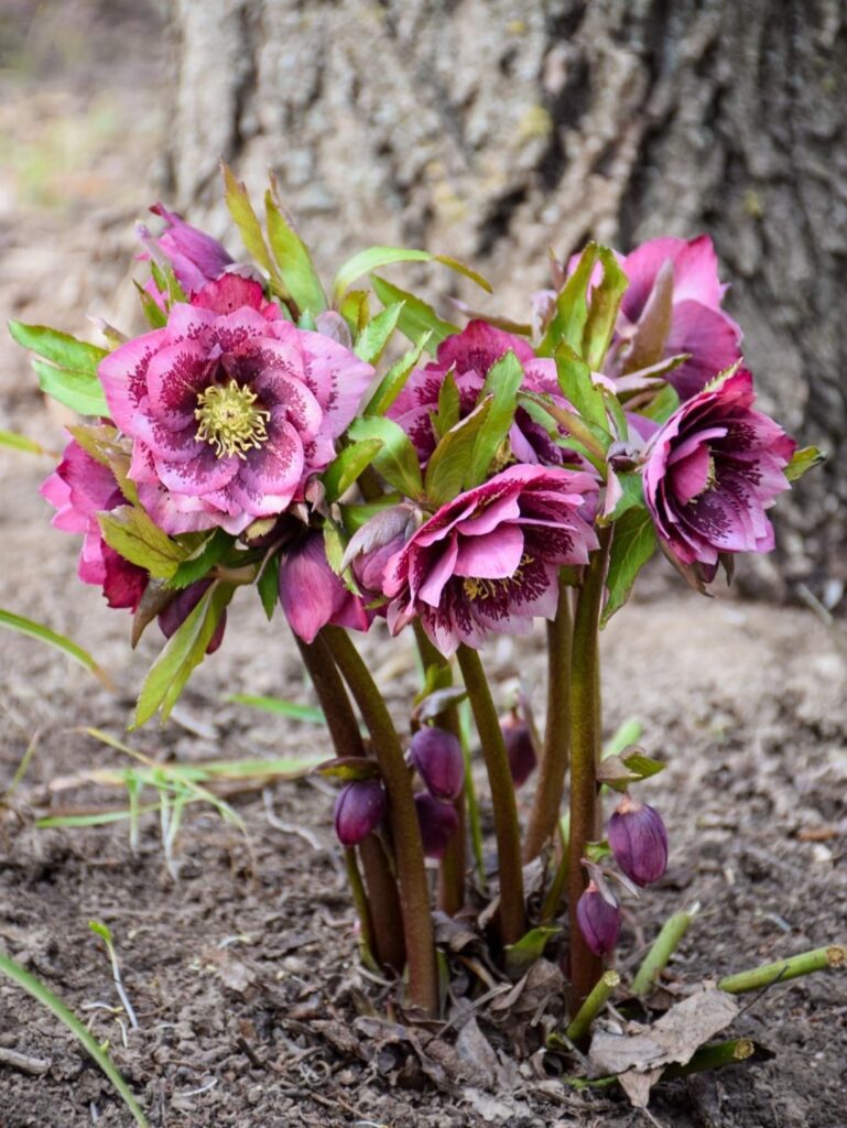 Hellebores from my Serbian garden. 🌸