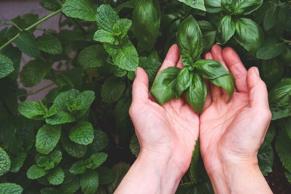 Hands picking basil.