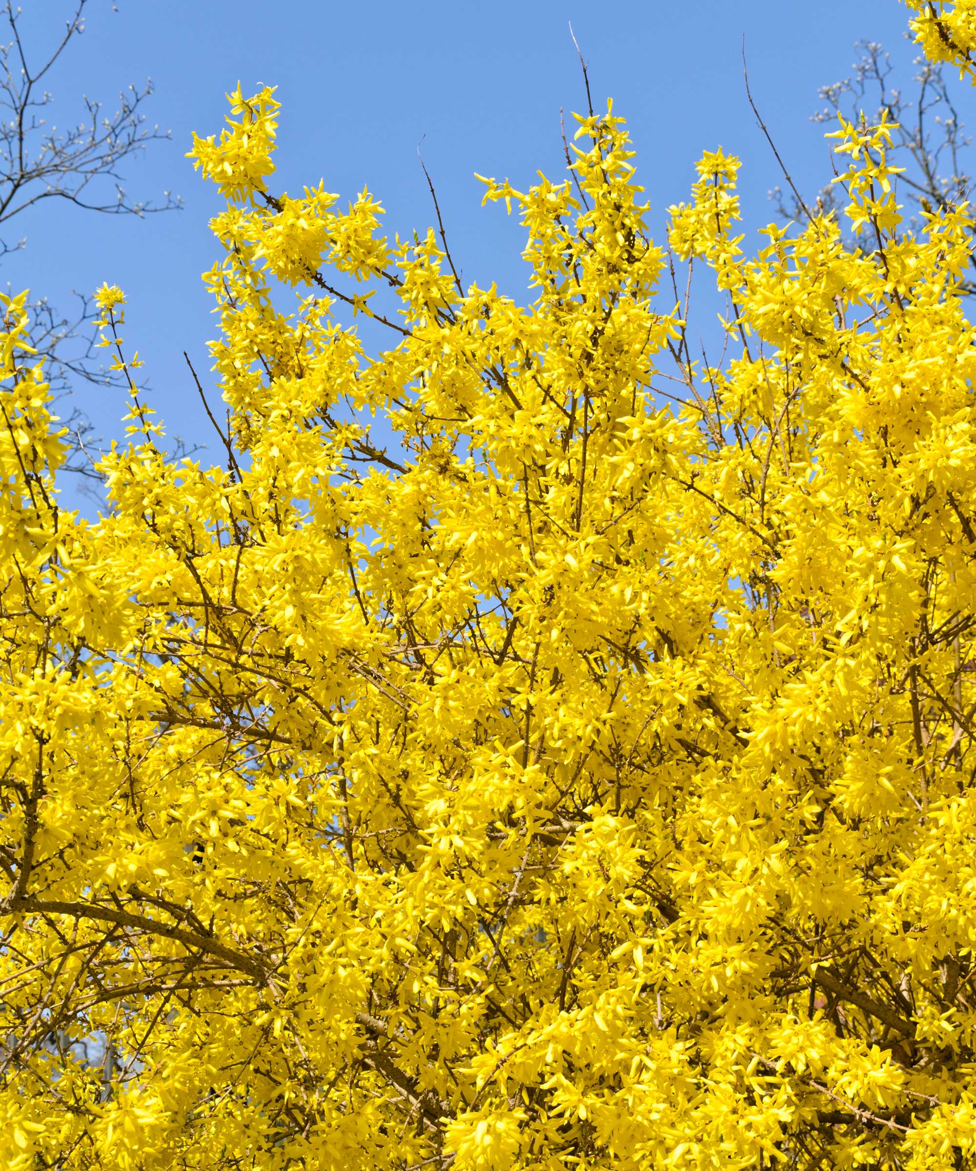 Border forsythia (Forsythia x intermedia 'Spectabilis')