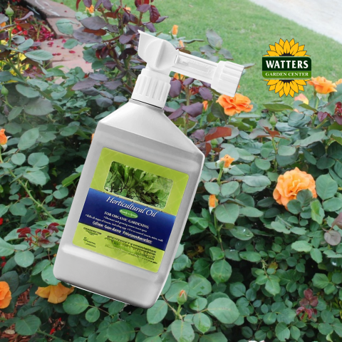 bottle of horticulture oil in a garden