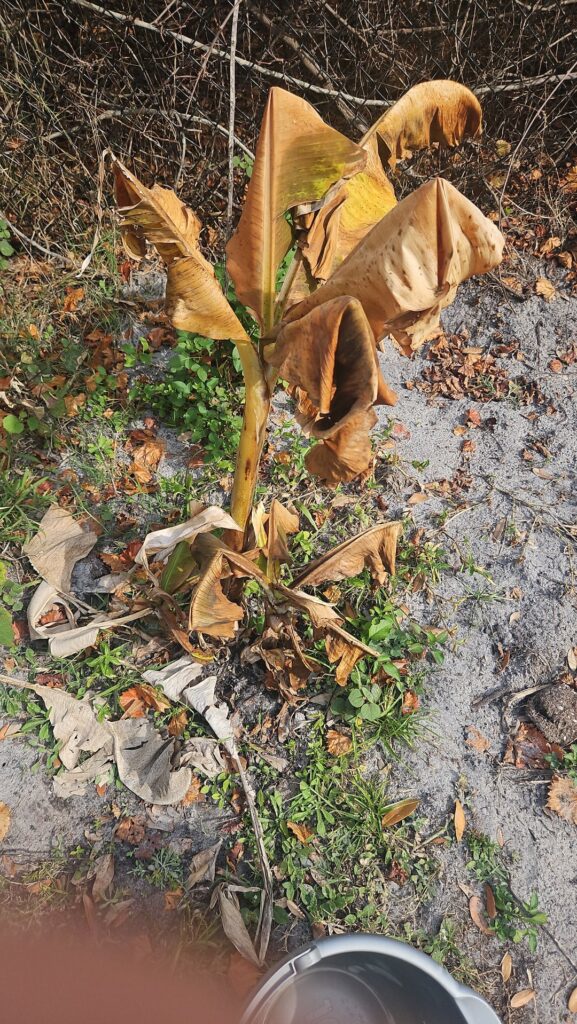 How do i tell if my banana, and two Avocado trees are dead or js cold? How do i tell if my banana, and two Avocado trees are dead or js cold?