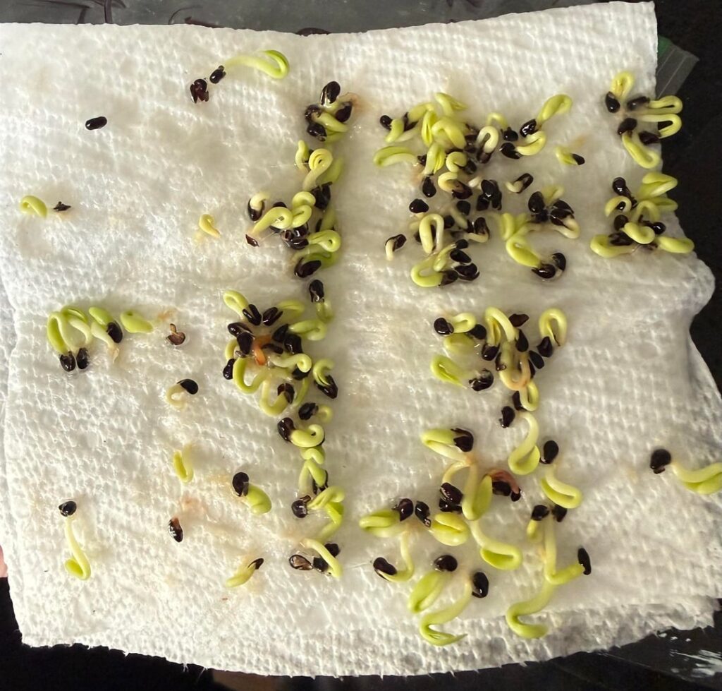 I love the joy of seeing a seed start to sprout.