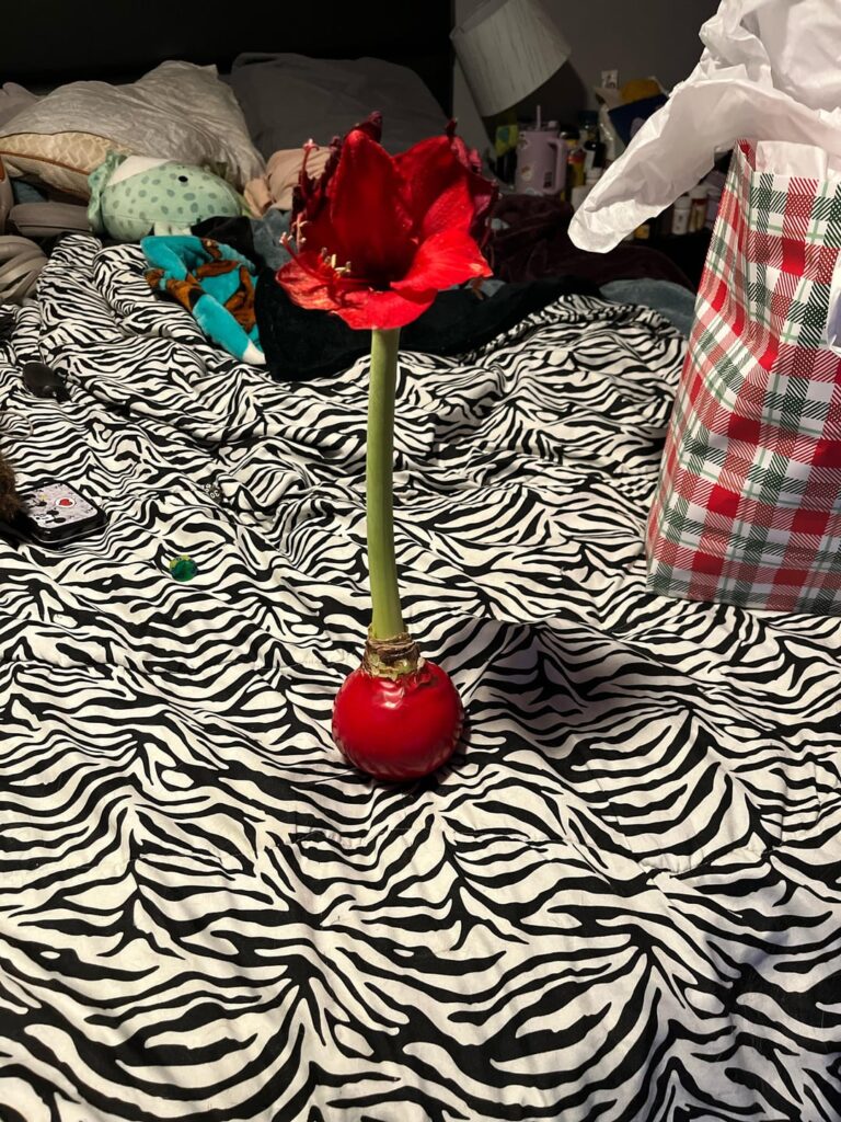 I was just gifted this! How do I save her?!