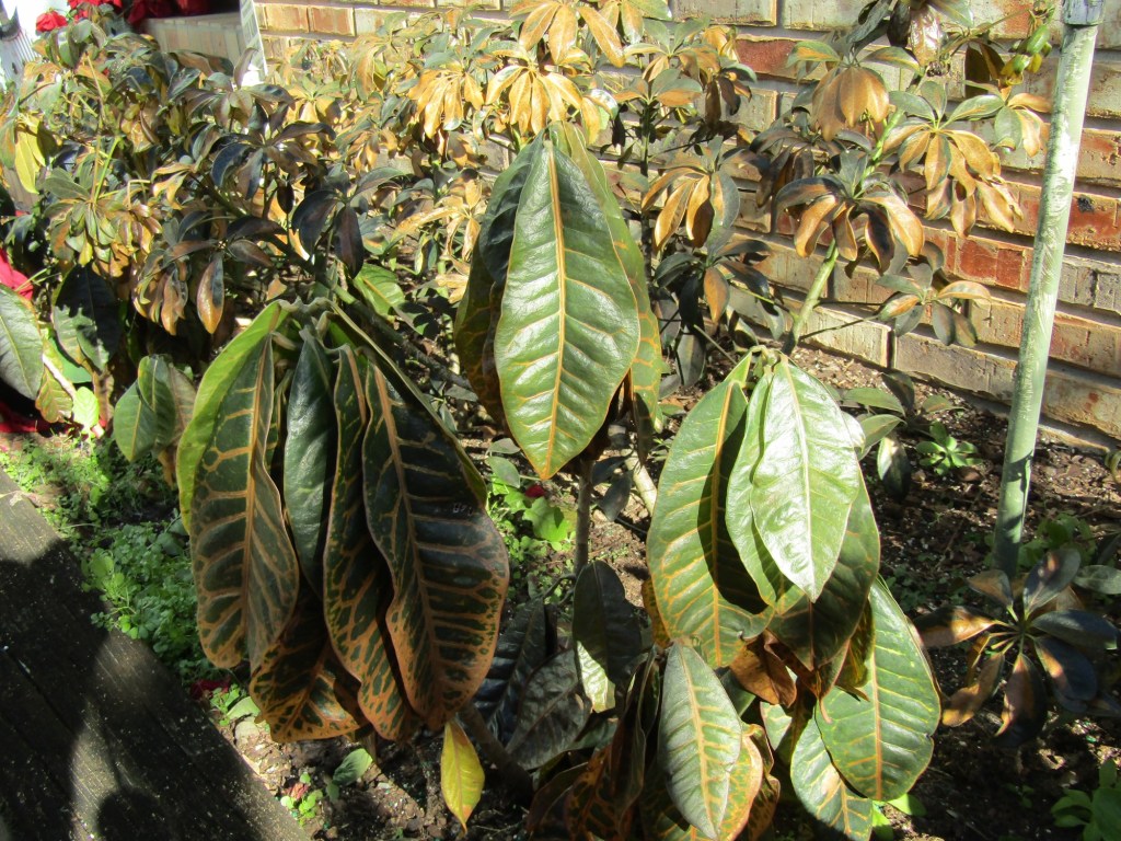 Some plants will recover from recent freeze in time Some plants will recover from recent freeze in time