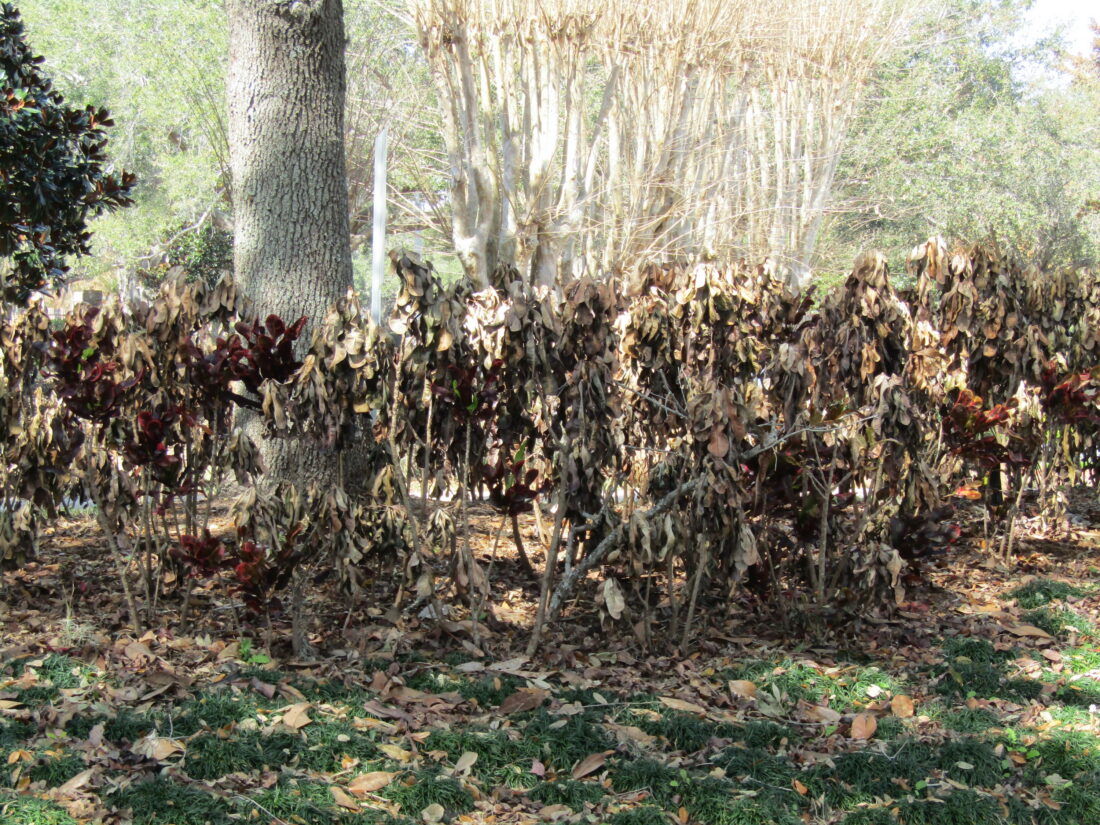 Crotons that are likely dead to the ground. 