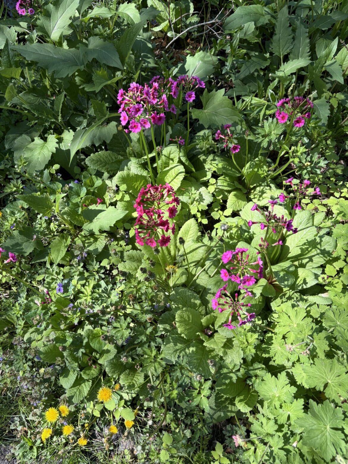 Duck River Garden Club to Spotlight Historic Connecticut Gardens, Feb. 18 – LymeLine.com