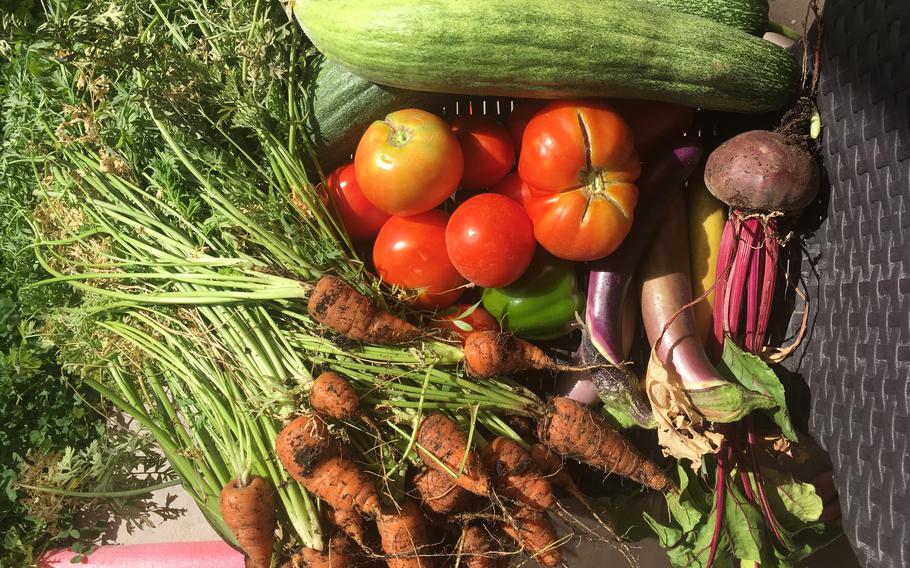 Fresh veggies from the garden are delicious.