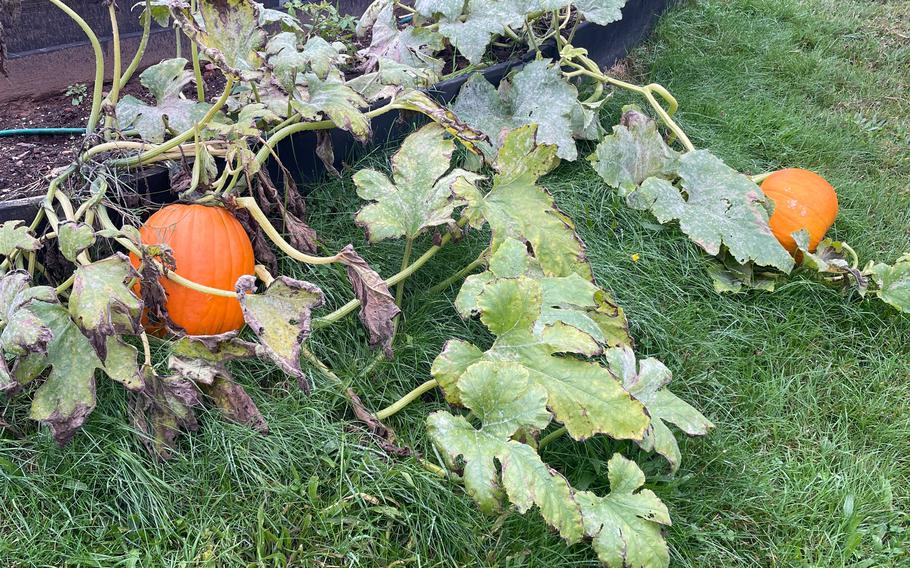 Pumpkins are ready to harvest when the green part of the plant has died back.