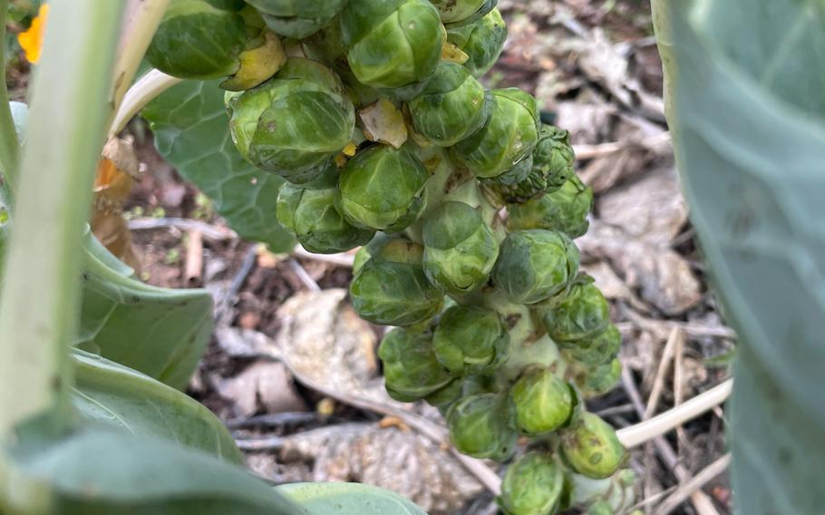 Brussels sprouts are some of the latest things to harvest in my garden.