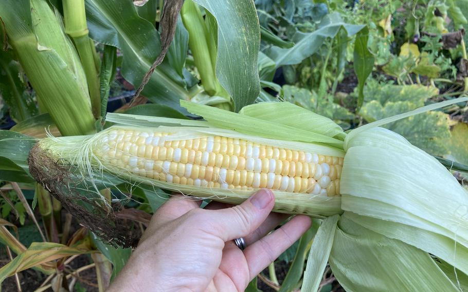 Growing your own sweet corn is actually a bit tough in Germany, but not impossible.