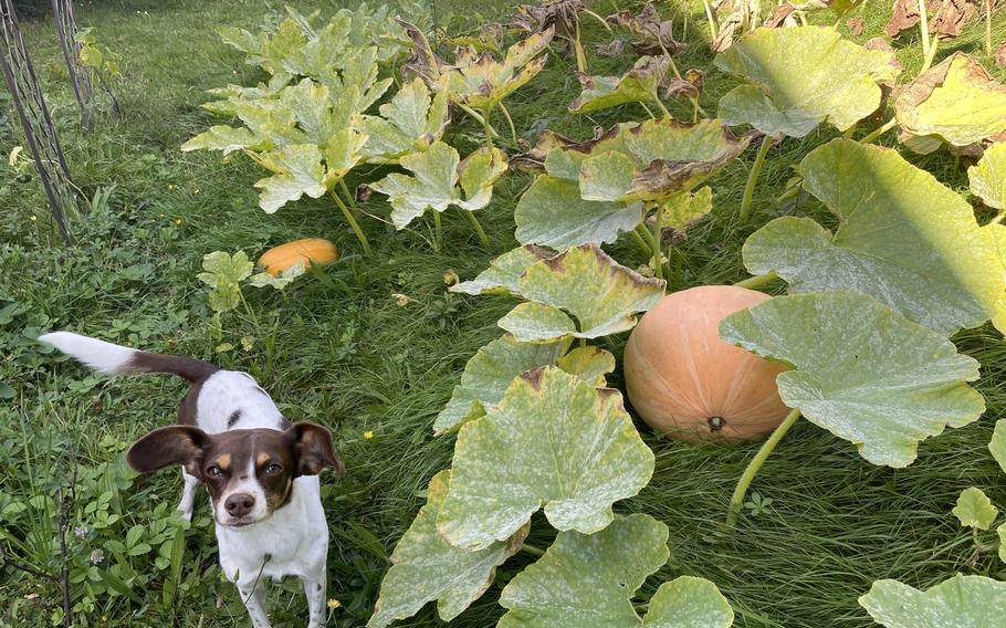 Pumpkins will spread over the lawn; be sure to leave them space.