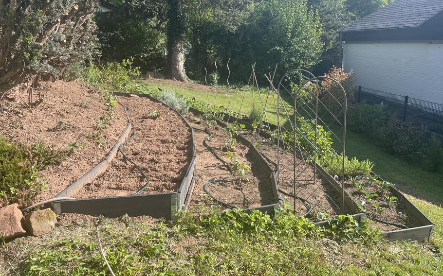May is when to plant your seedlings outside in the garden bed.