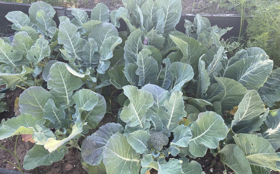 The first brassicas like this broccoli will be ready in mid-June.