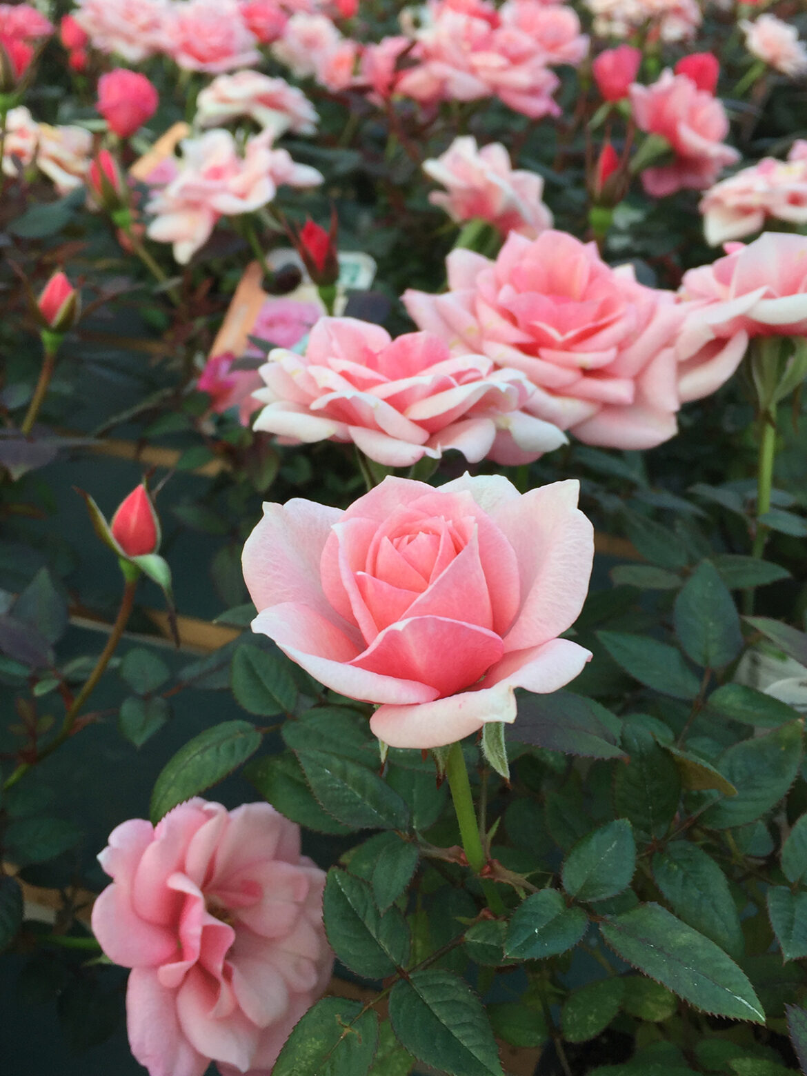 In the Garden: Spread love with Valentine's Day flowers