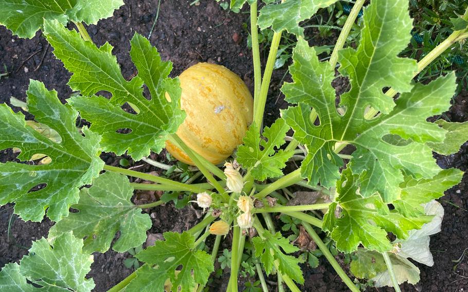 Squash is coming into season at the end of the summer.