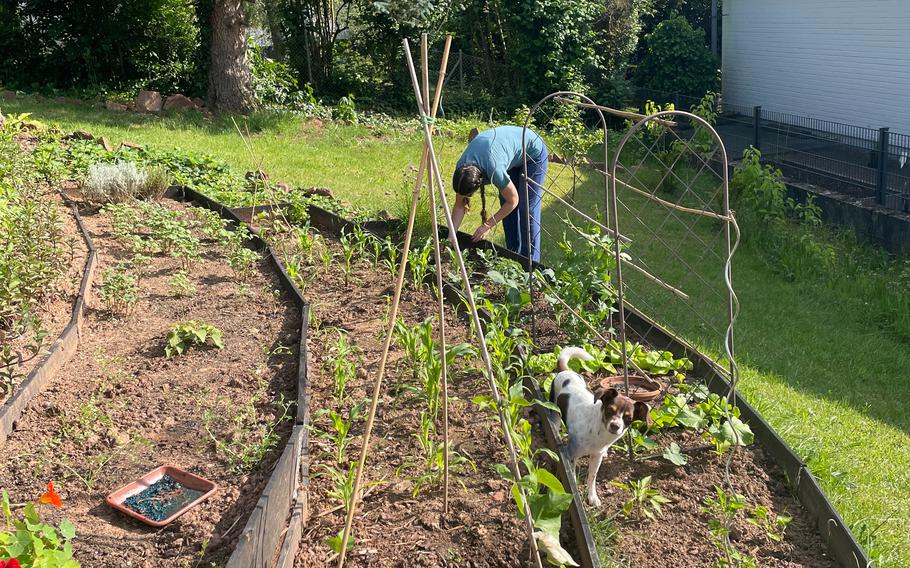 By the end of May, your little plants should be taking hold.