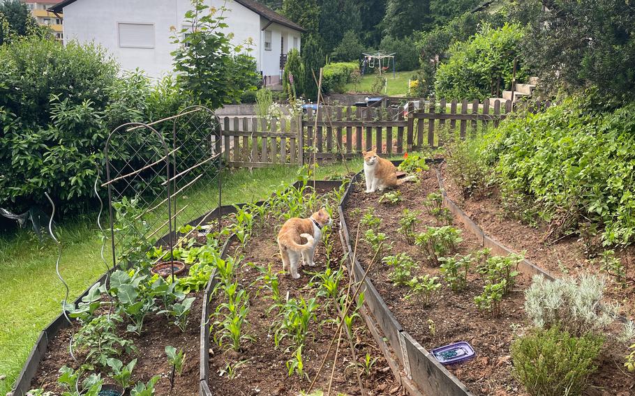 In June and July, your job is to help the garden grow. 