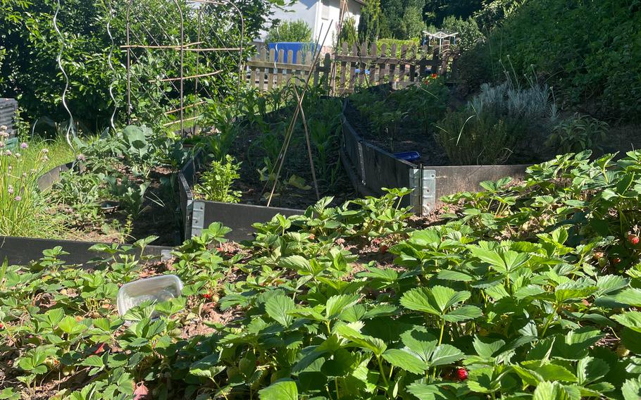 Be sure to grow a strawberry patch for some tasty berries