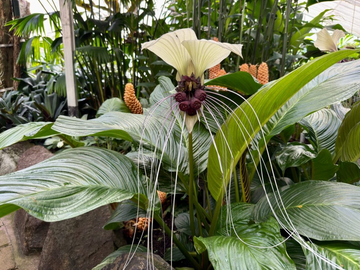 Wollongong Botanic Garden's Batflower blooms. But how does it smell?