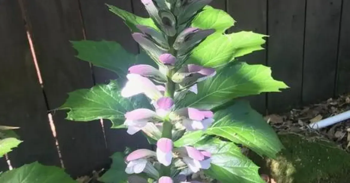 Growing Acanthus | Napa Master Gardener Column