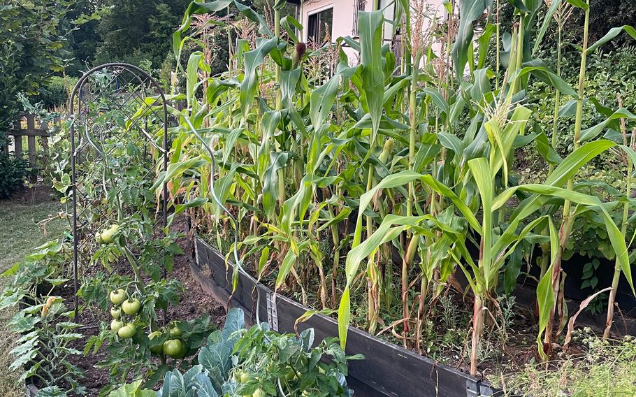 August and September are prime growing and harvesting months.