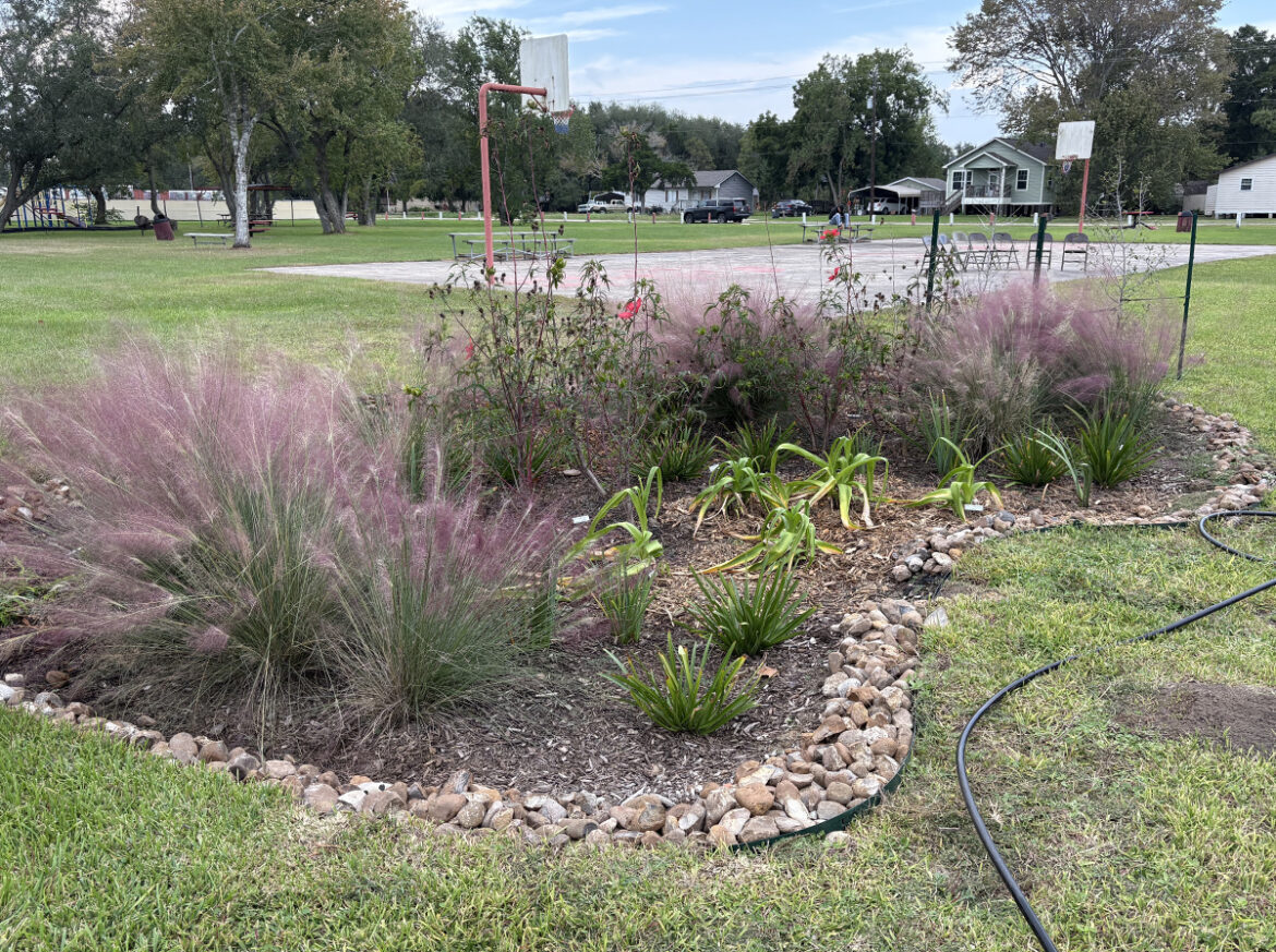 Rain garden with purple and lavender plants.