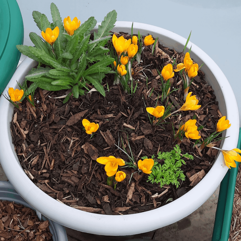 Iris & friends crocuses