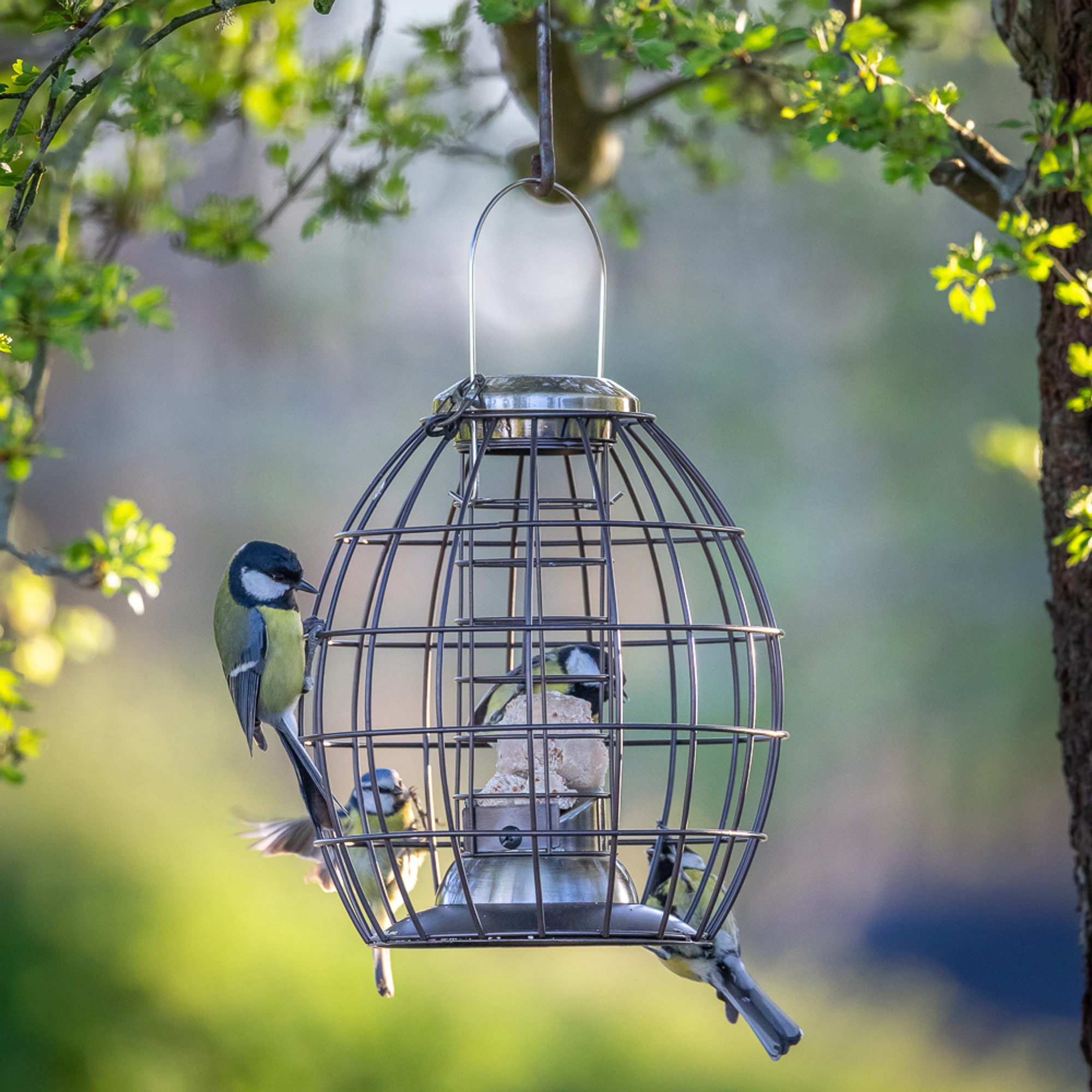 Squirrel Proof Fat Ball Feeder