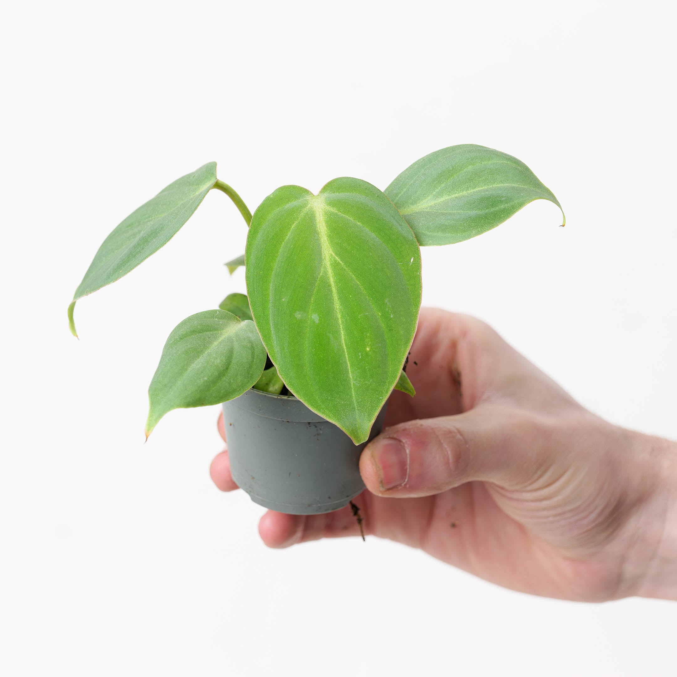 Philodendron Gloriosum - 6cm