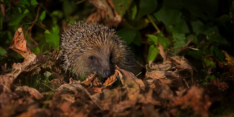 A hedgehog in autumn leaves