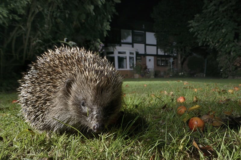 A hedgehog on a lawn