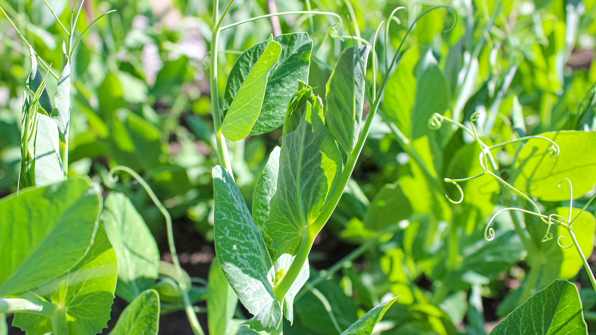 Pea shoots