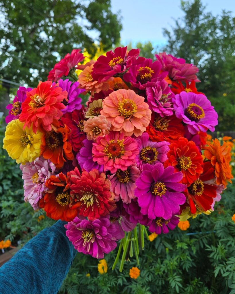 Just finished storing the zinnia seeds I saved from last season. Can't wait to see what color combos I get this summer!