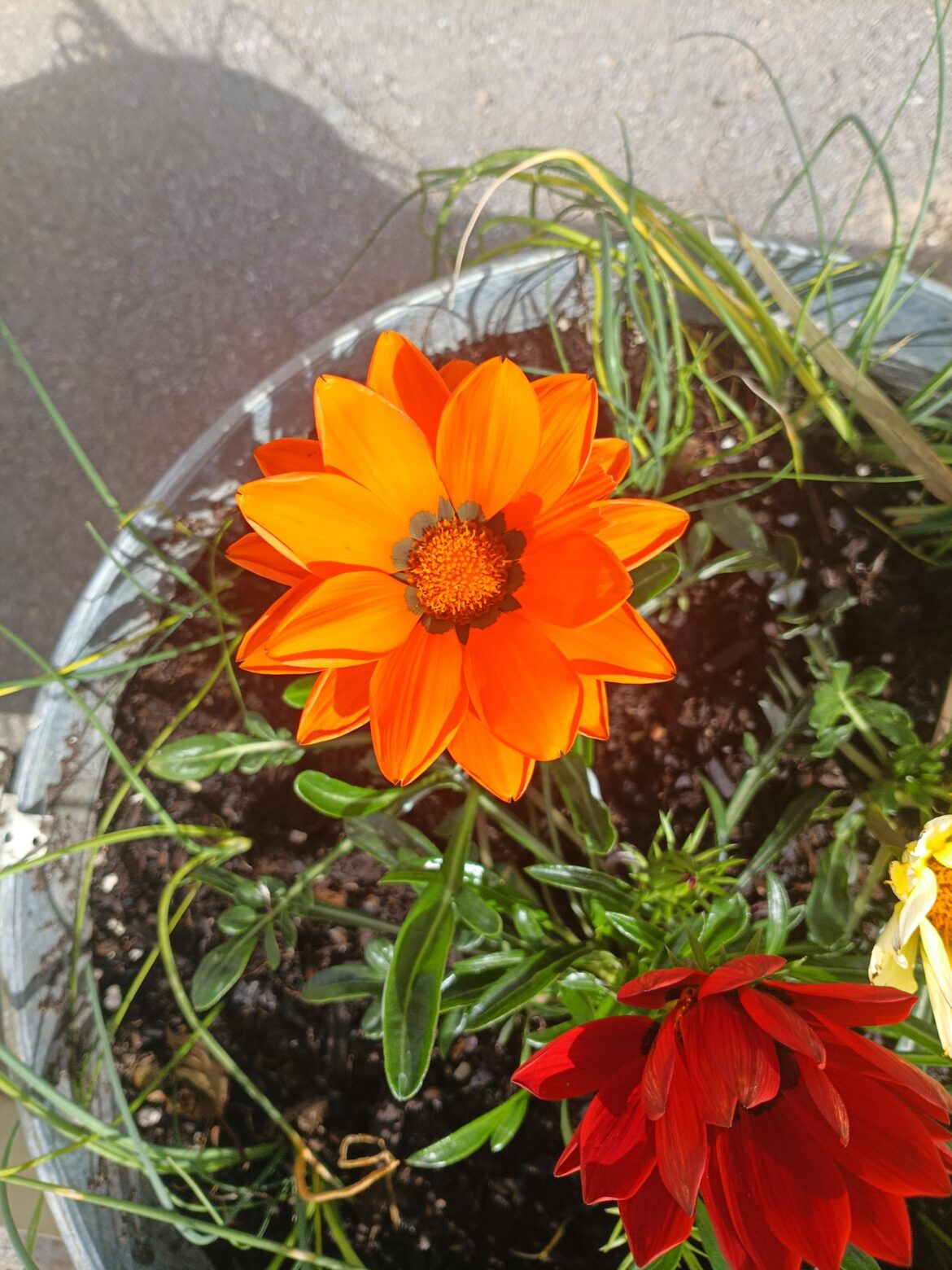 Just showing this beautiful orange color