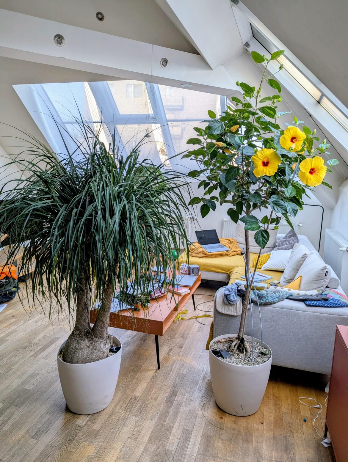 Just wanted to share a little winter greenery from my living room