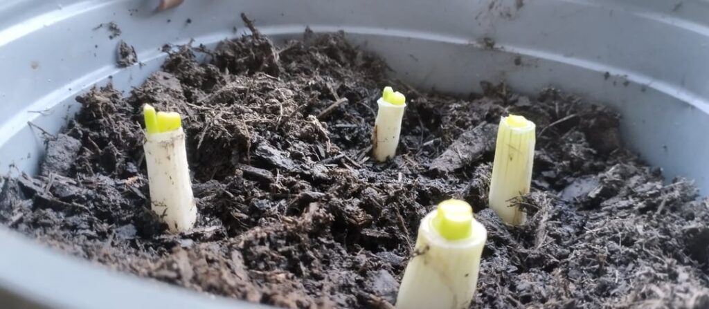 Just wanted to show you my little experiment of regrowing spring onions :)
