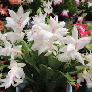 White Christmas Cactus One X Plant in 15cm Pot