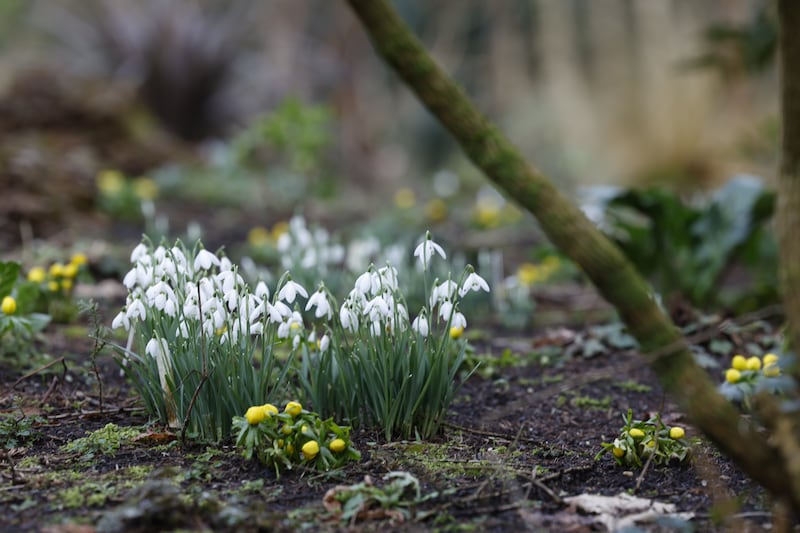 Hunting Brook in Blessington, Co Wicklow, home to one of the largest collections of snowdrops in Ireland.  Photograph: Nick Bradshaw