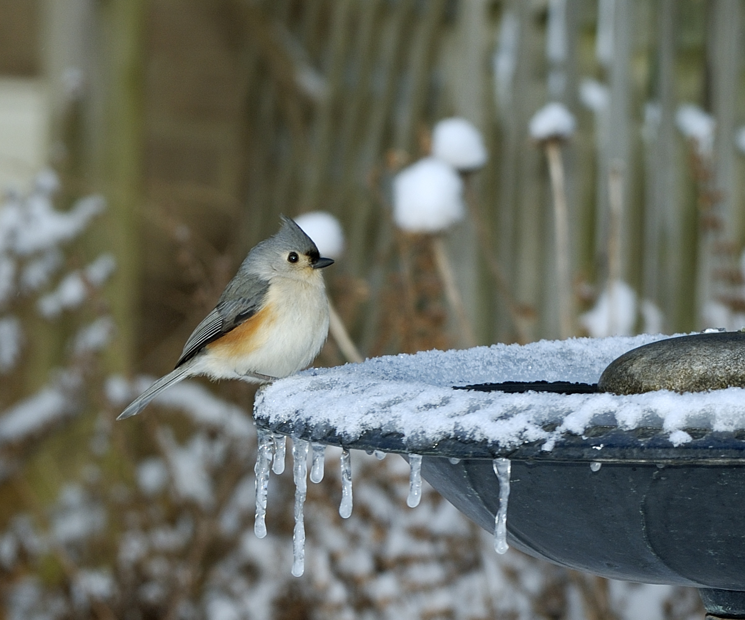 Tufted titmouse sitting on heated bird bath in winter