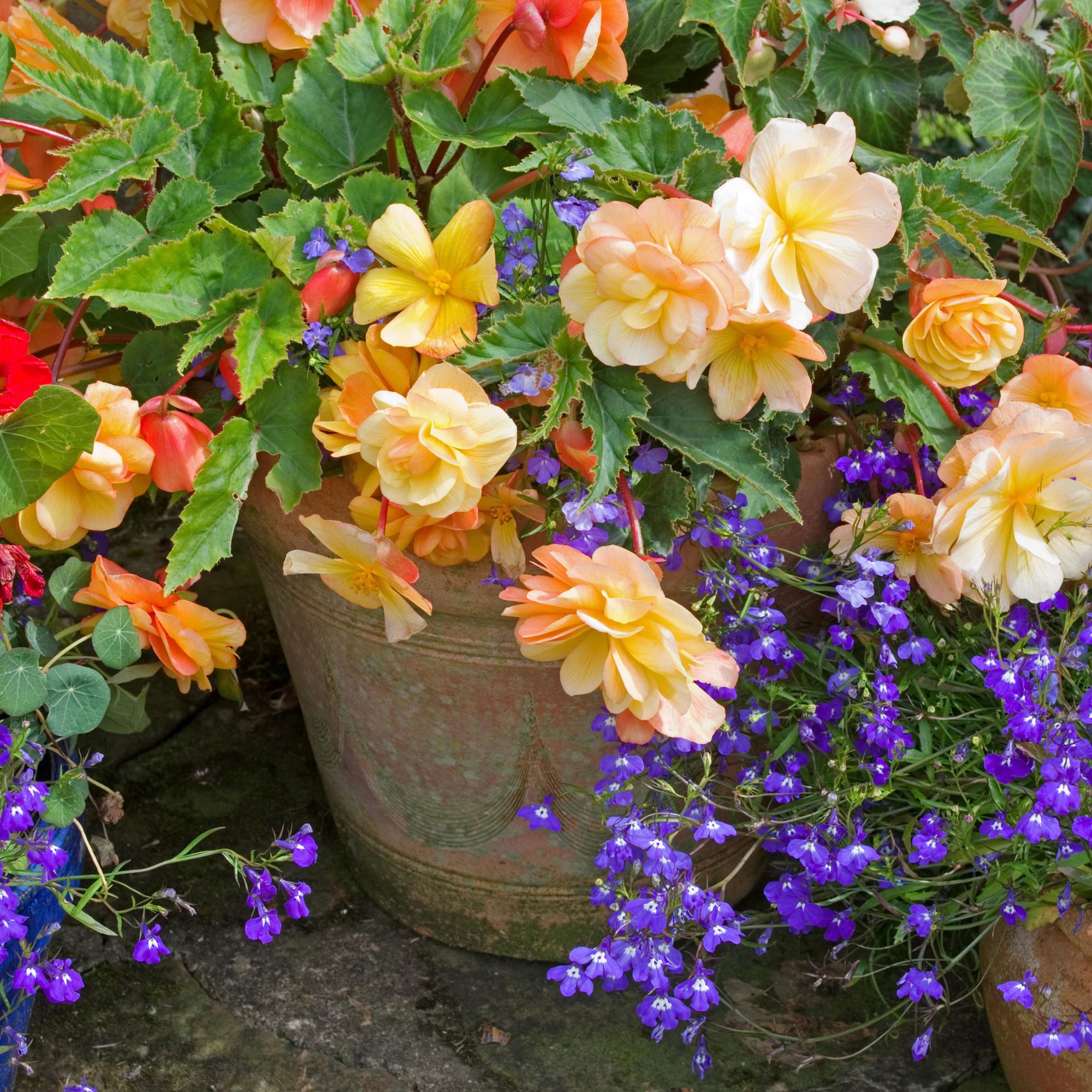 orange begonias in planter
