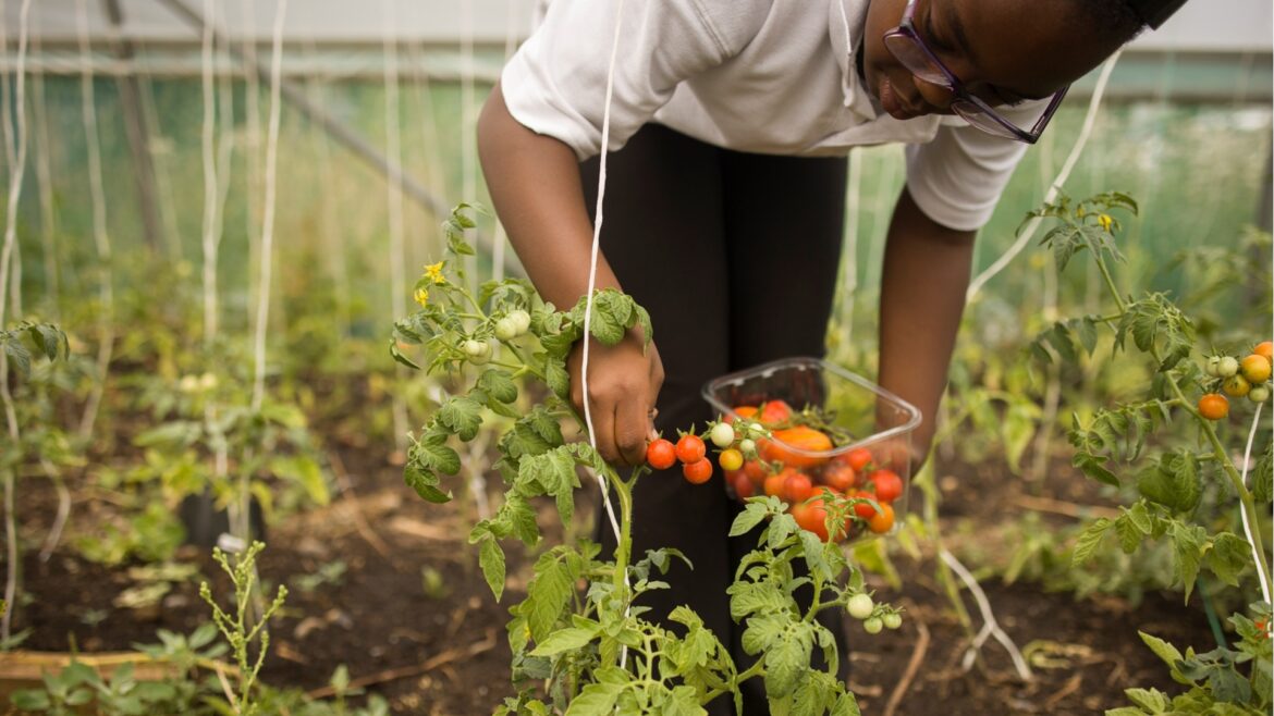 a child picking tomatoes in Dagenham