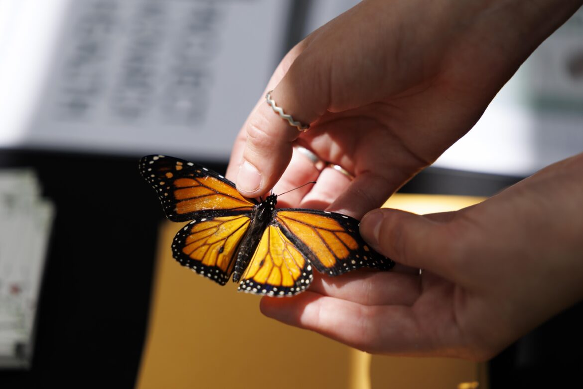 Beautiful article about supporting Monarchs - specific to Southeast, but replace the references to Southeast natives to your own area's native milkweeds