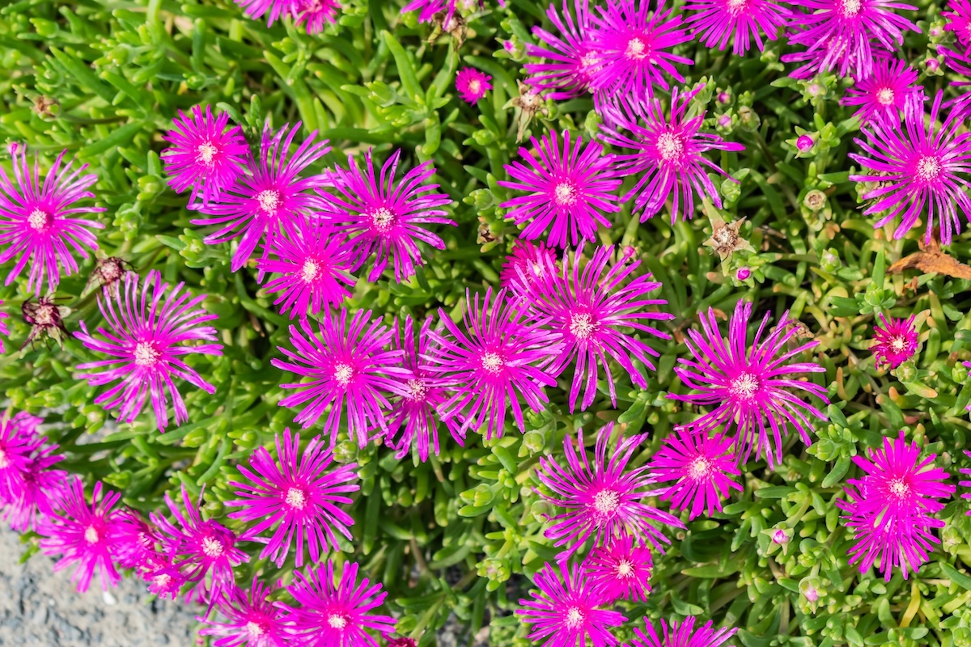 Low: Ice plant (Delosperma cooperi). This mat-forming succulent spreads vigorously...