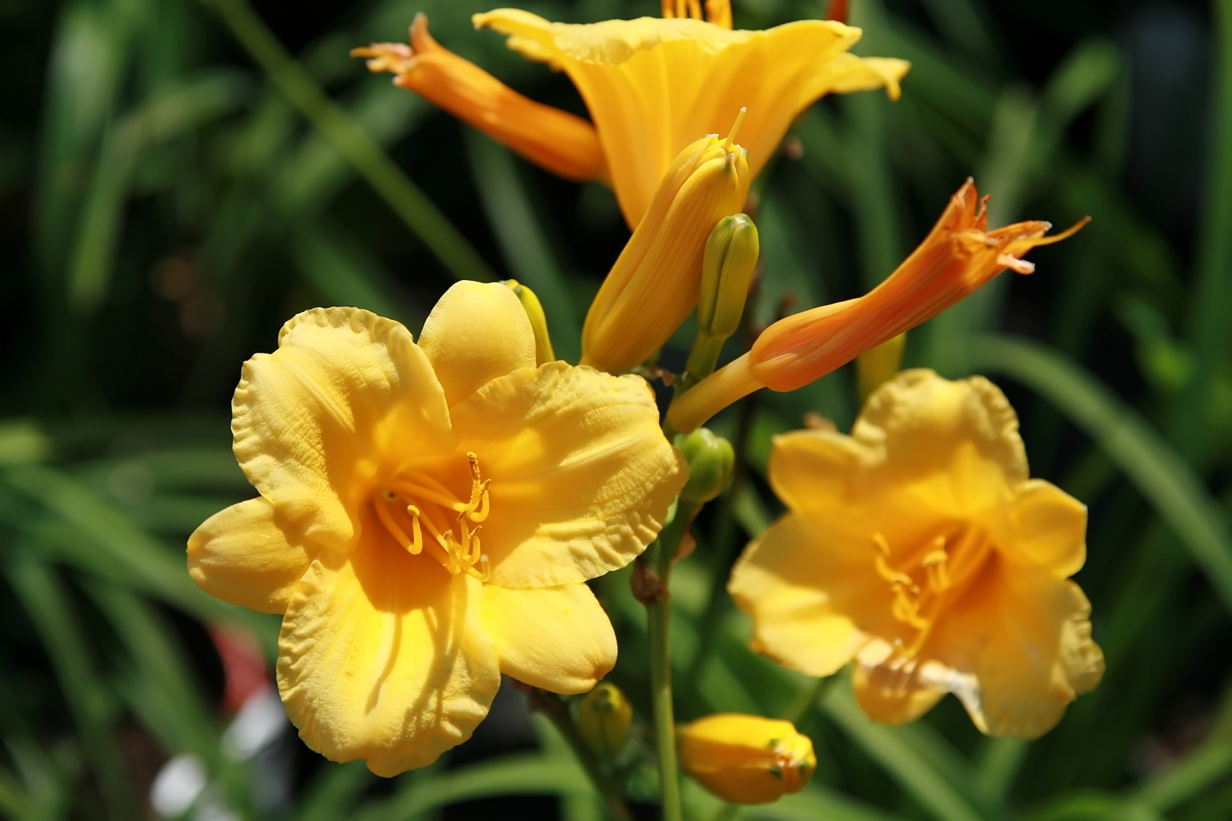 Low: Reblooming dwarf daylily (Hemerocallis). This plant was developed from...
