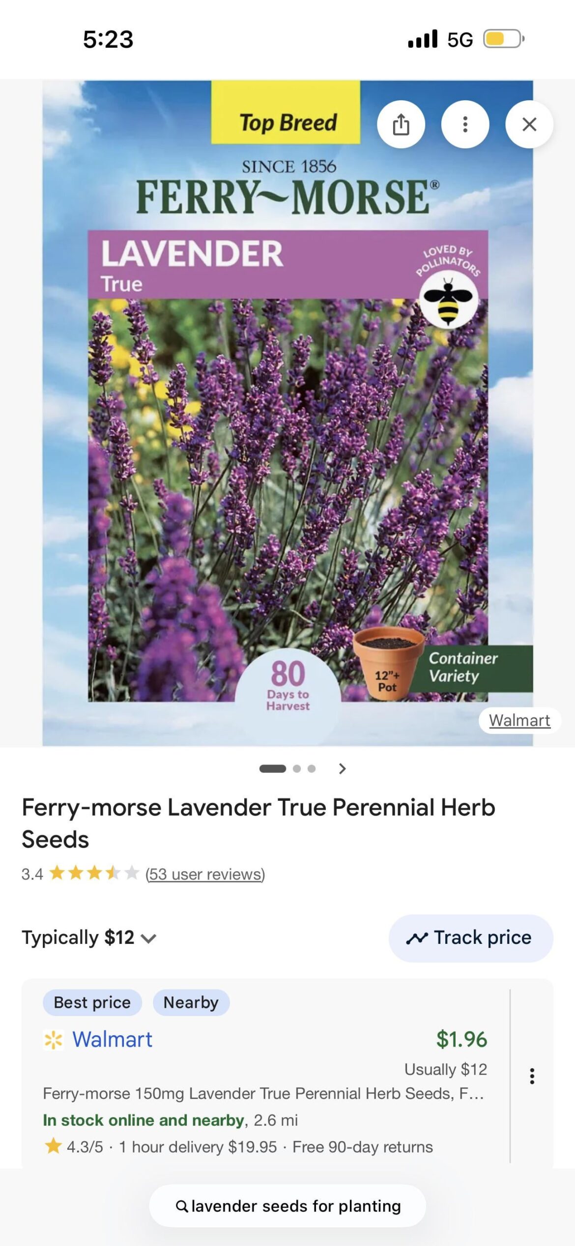 Lavender from seed?