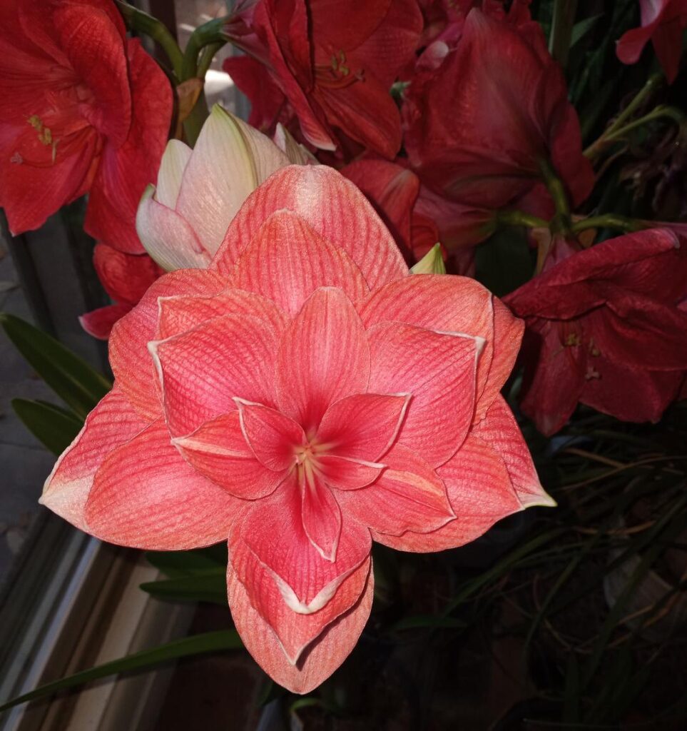 Let me introduce you to Double Dream