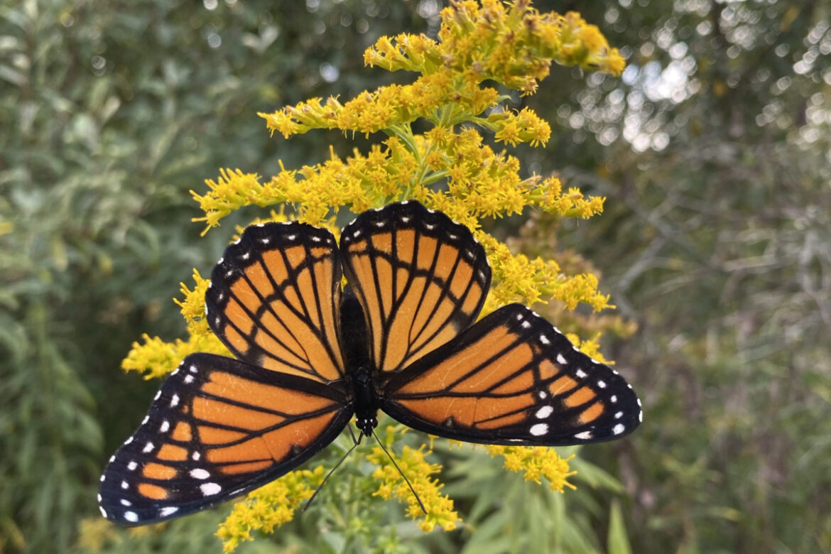 Weed Wackers: How to Garden https://www.facebook.com/photo/?fbid=791225473466513&set=gm.762653136239768