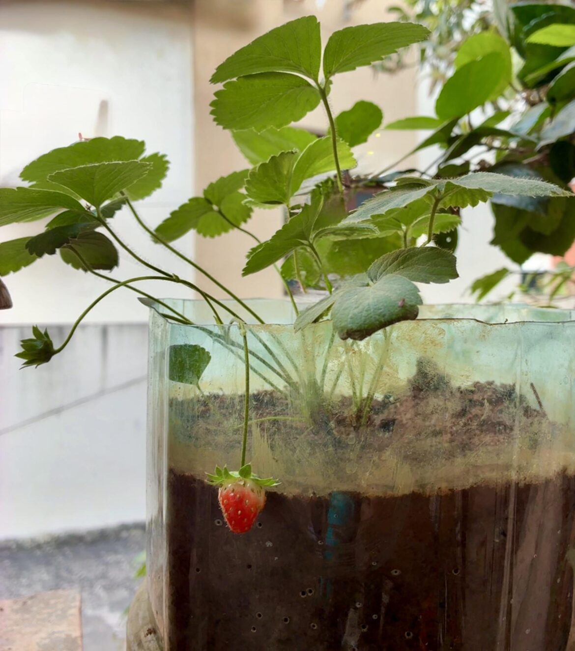 Look how cute our first strawberry is 🍓